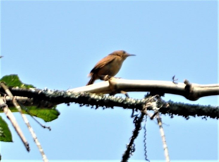 wren sp. - ML645260018