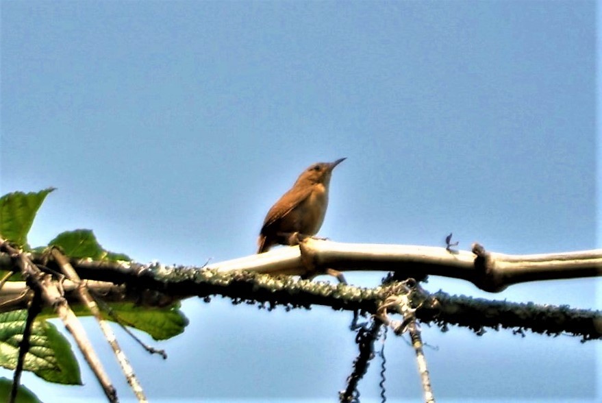 wren sp. - ML645260023