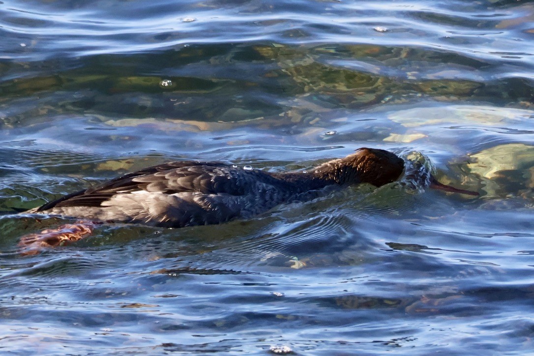 Serreta Mediana - ML645260028