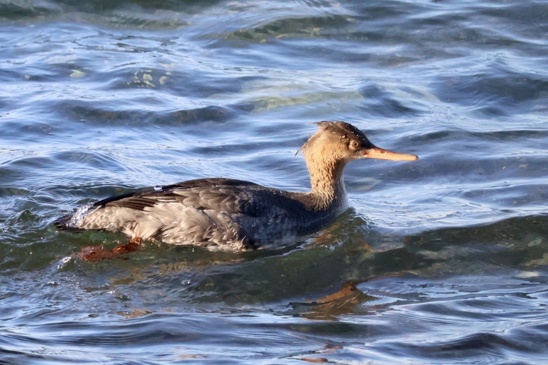 Serreta Mediana - ML645260029