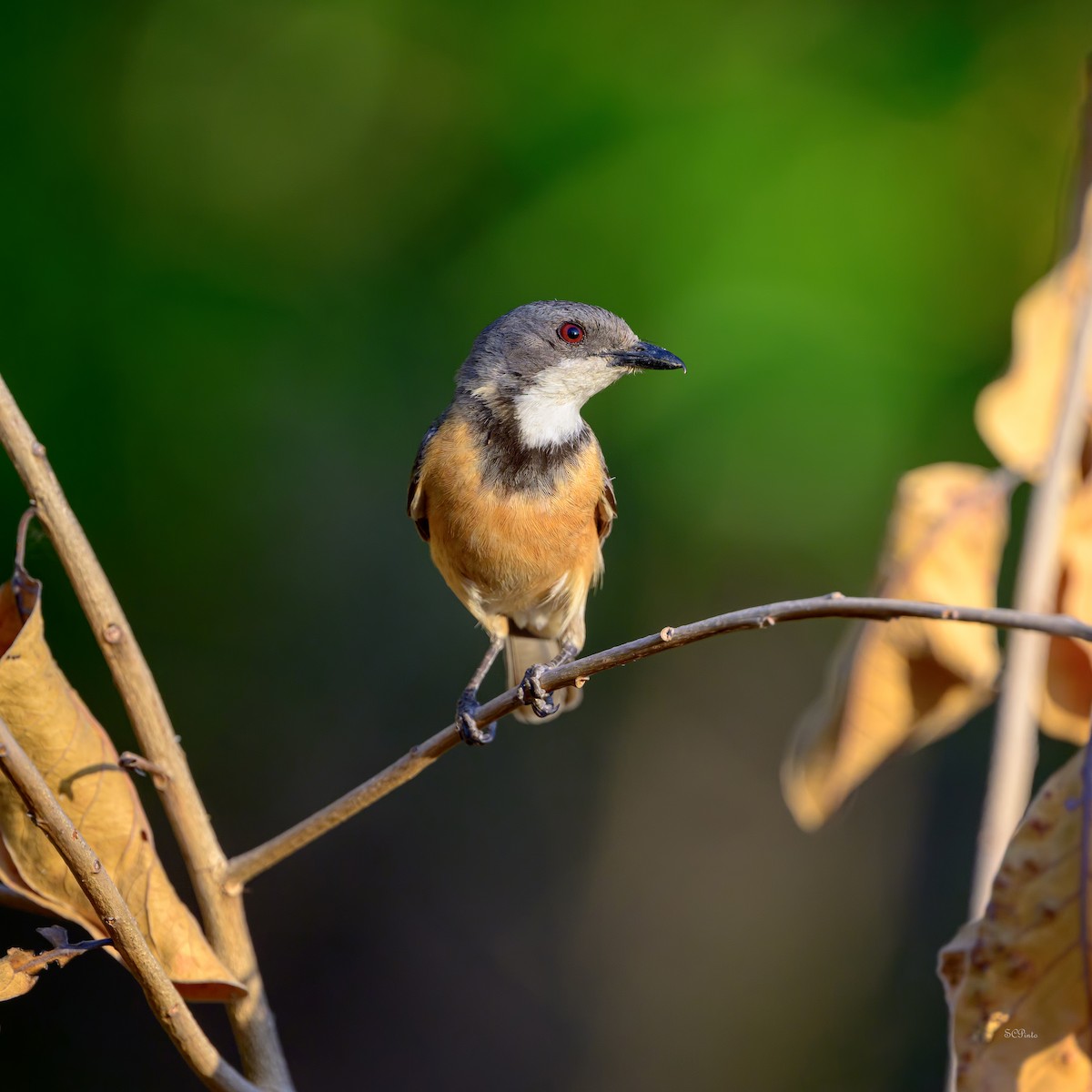 Rufous Whistler - ML645260031