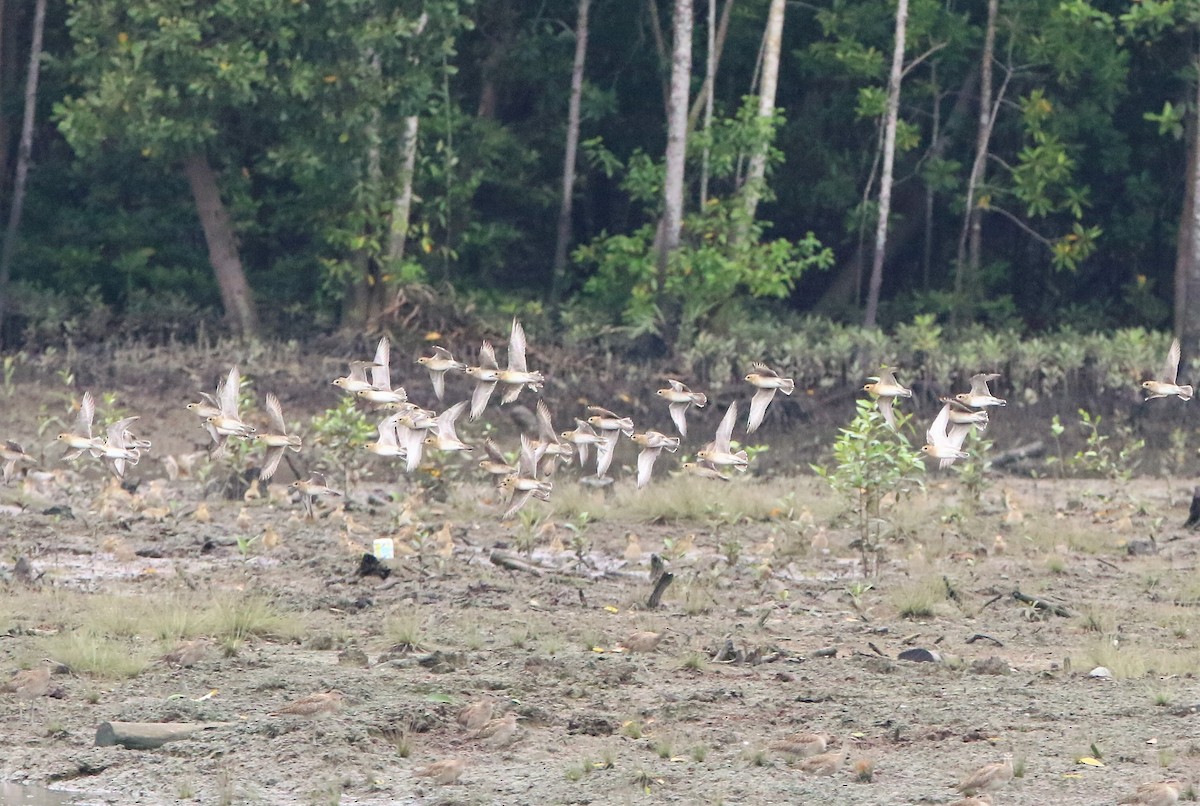 ムナグロ - ML645260041