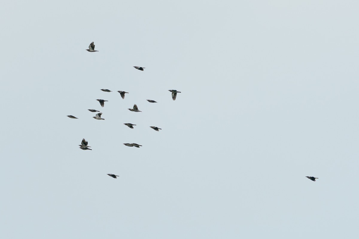 カラムクドリ - ML645260042