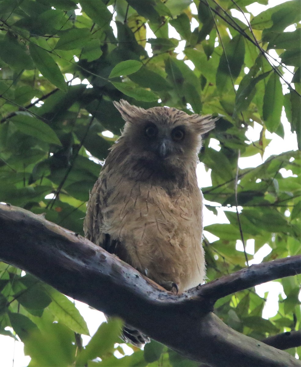 マレーウオミミズク - ML645260046