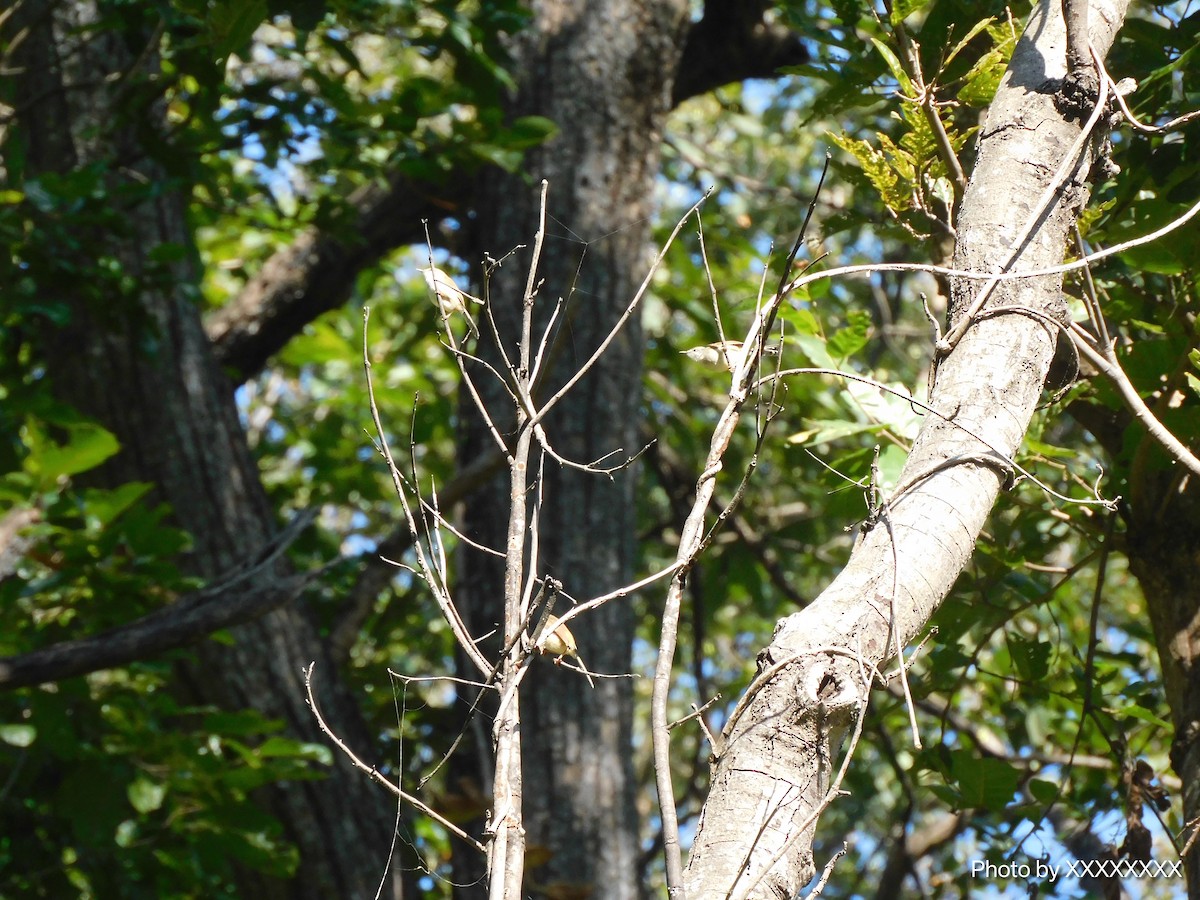 Gray-breasted Prinia - ML645260048