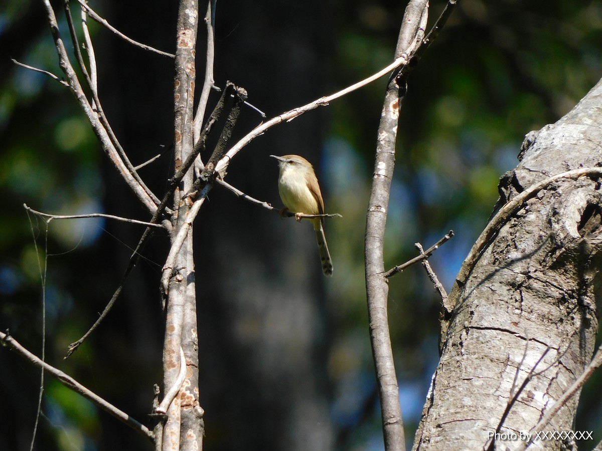 Gray-breasted Prinia - ML645260049