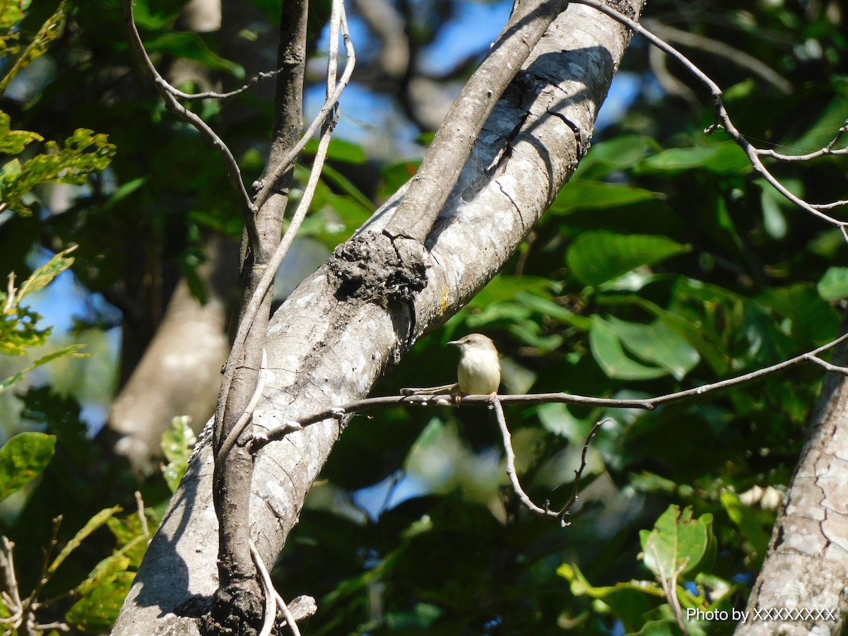 Gray-breasted Prinia - ML645260050