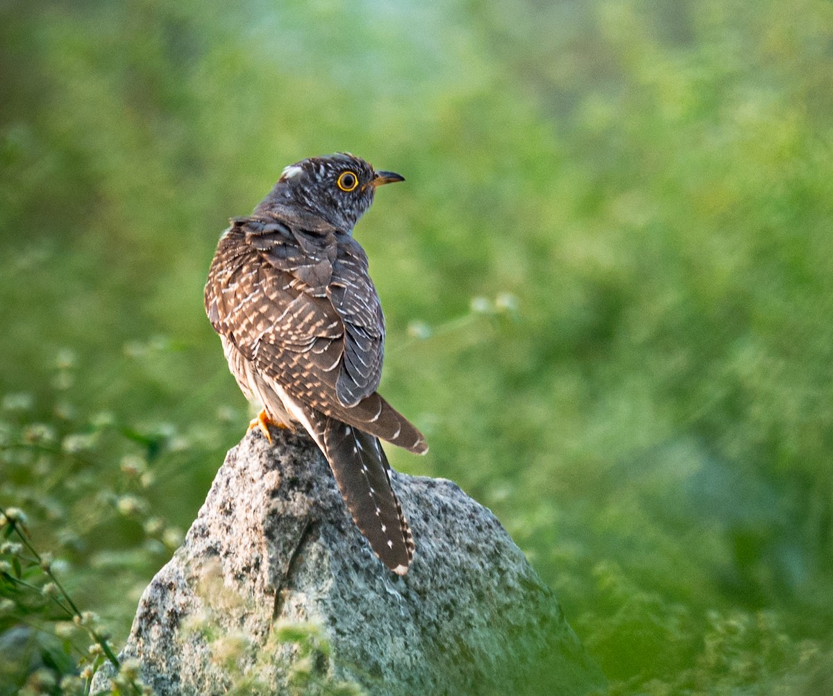 Common Cuckoo - ML645260054