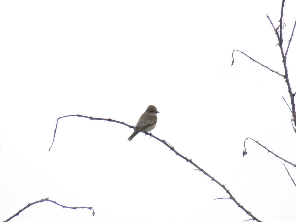 Spotted Flycatcher - ML645260056