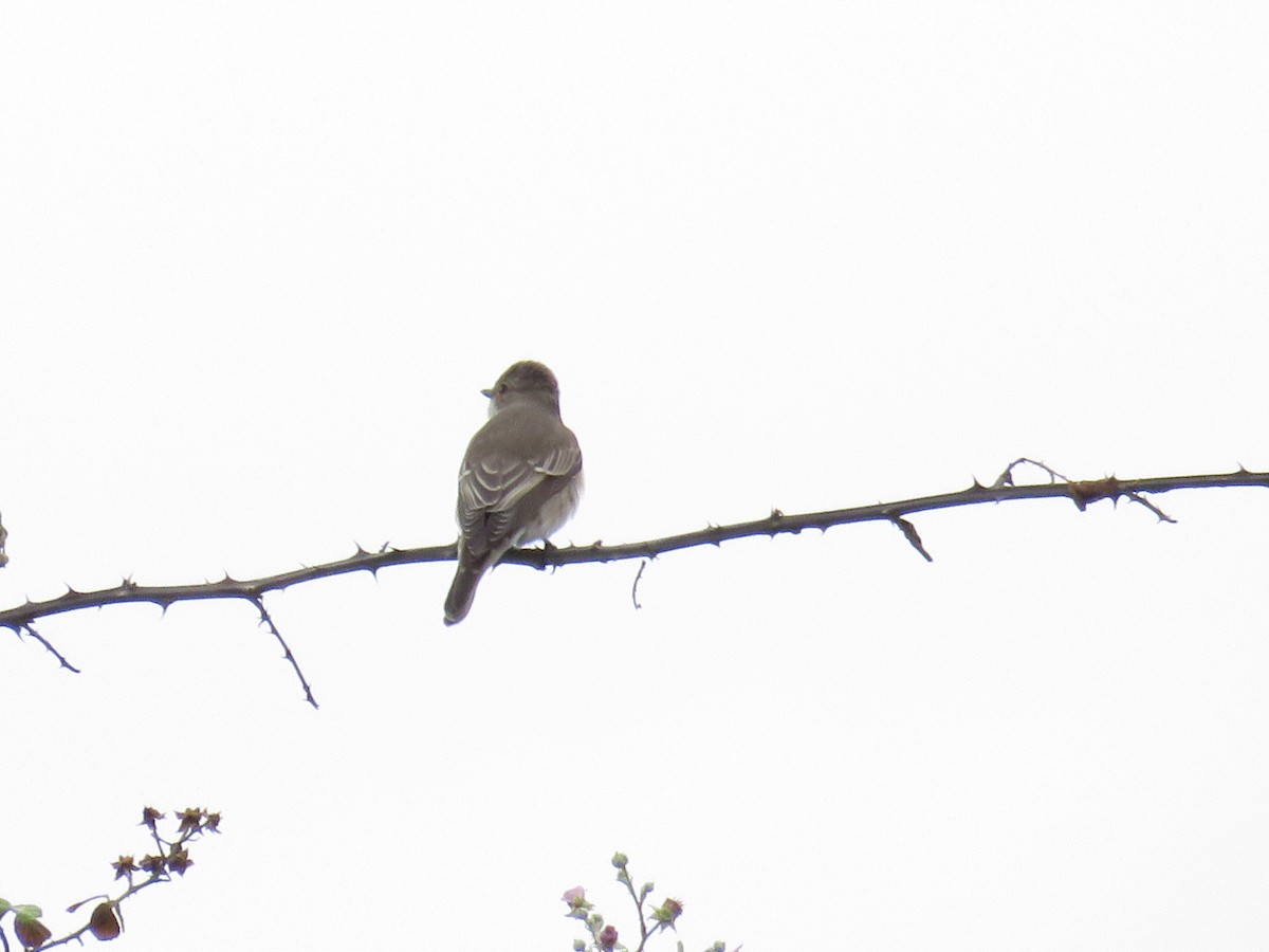 Spotted Flycatcher - ML645260057