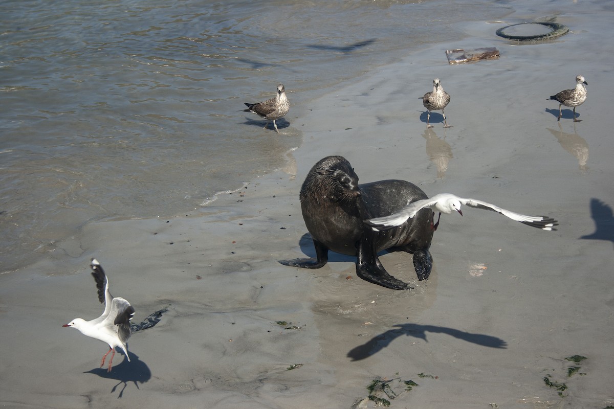 Hartlaub's Gull - ML645260058