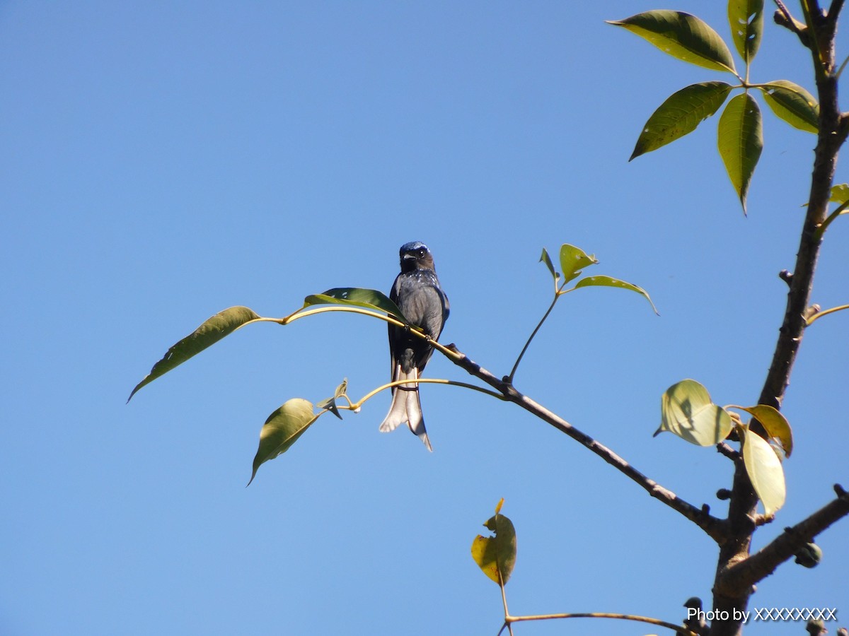 Bronzed Drongo - ML645260059