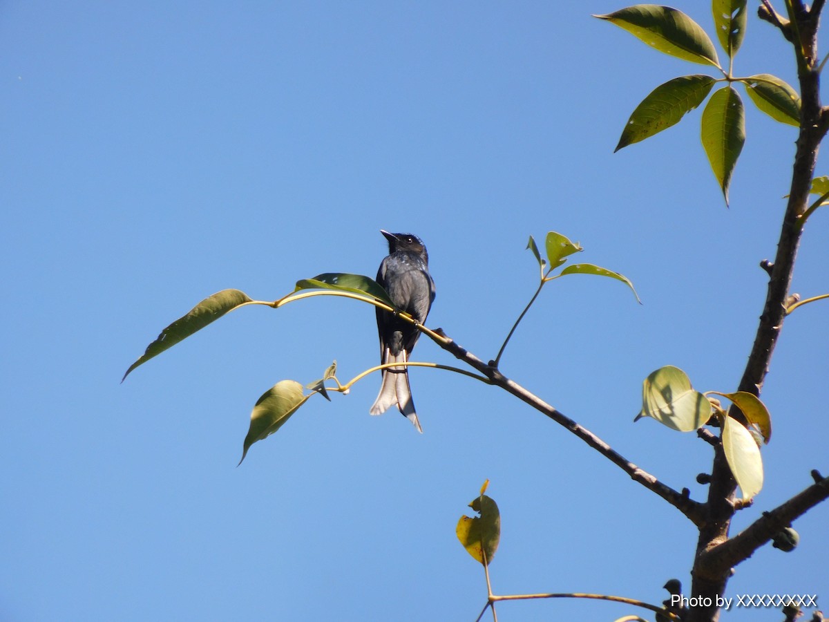 Bronzed Drongo - ML645260060