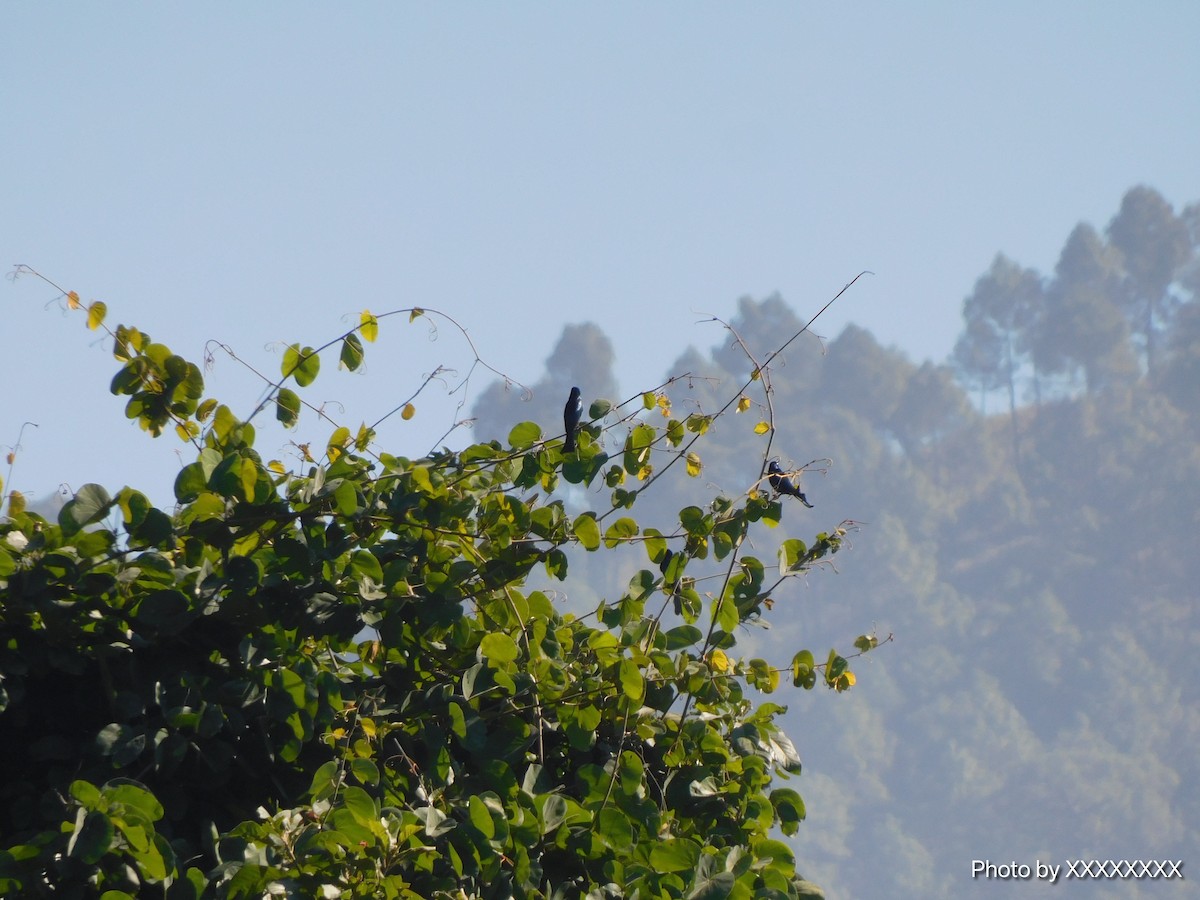 Hair-crested Drongo - ML645260062