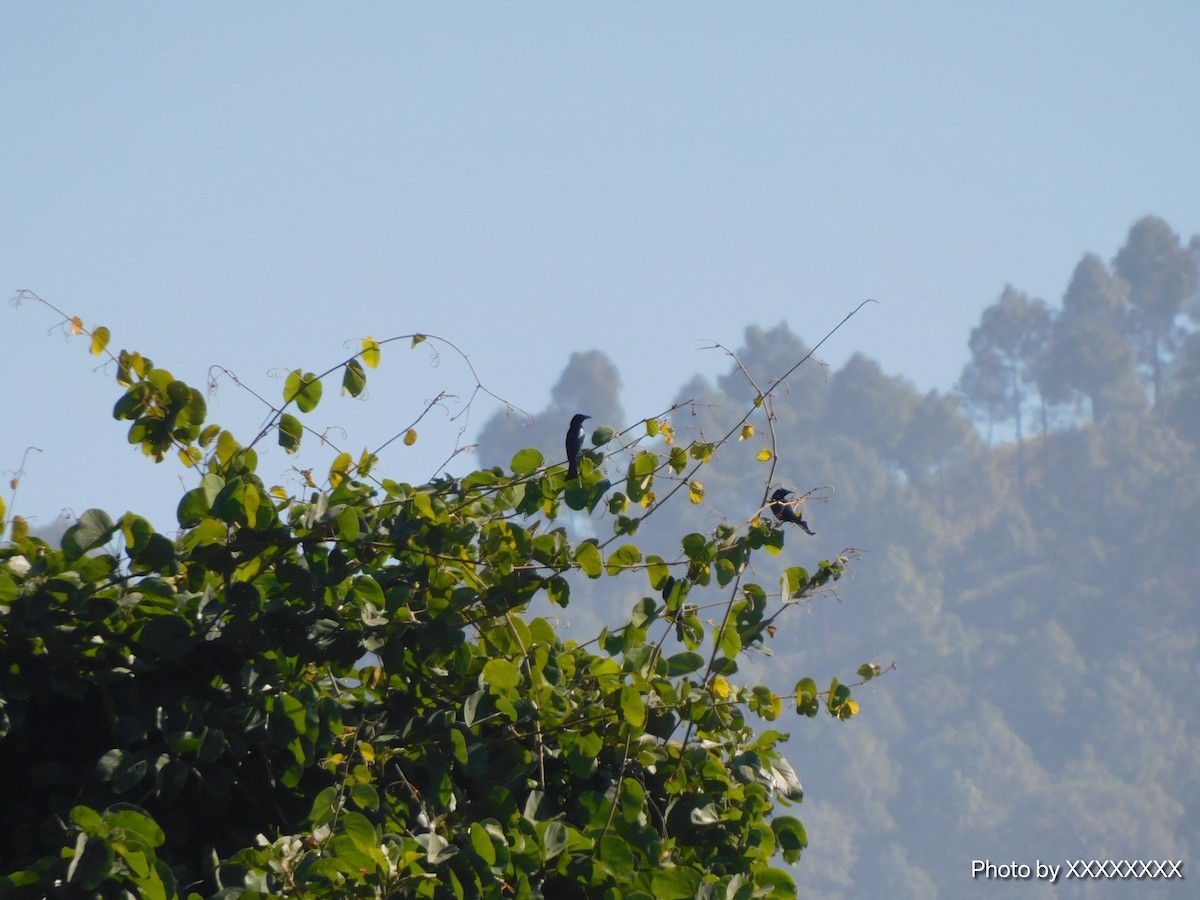 Hair-crested Drongo - ML645260063