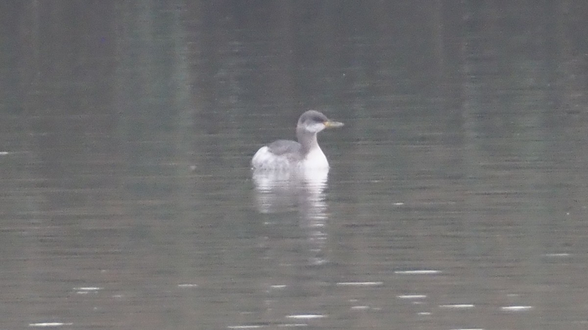 Somormujo Cuellirrojo - ML645260076