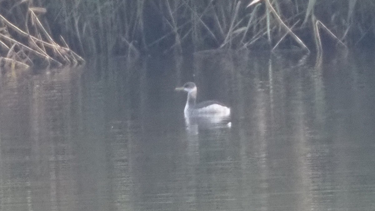 Somormujo Cuellirrojo - ML645260077