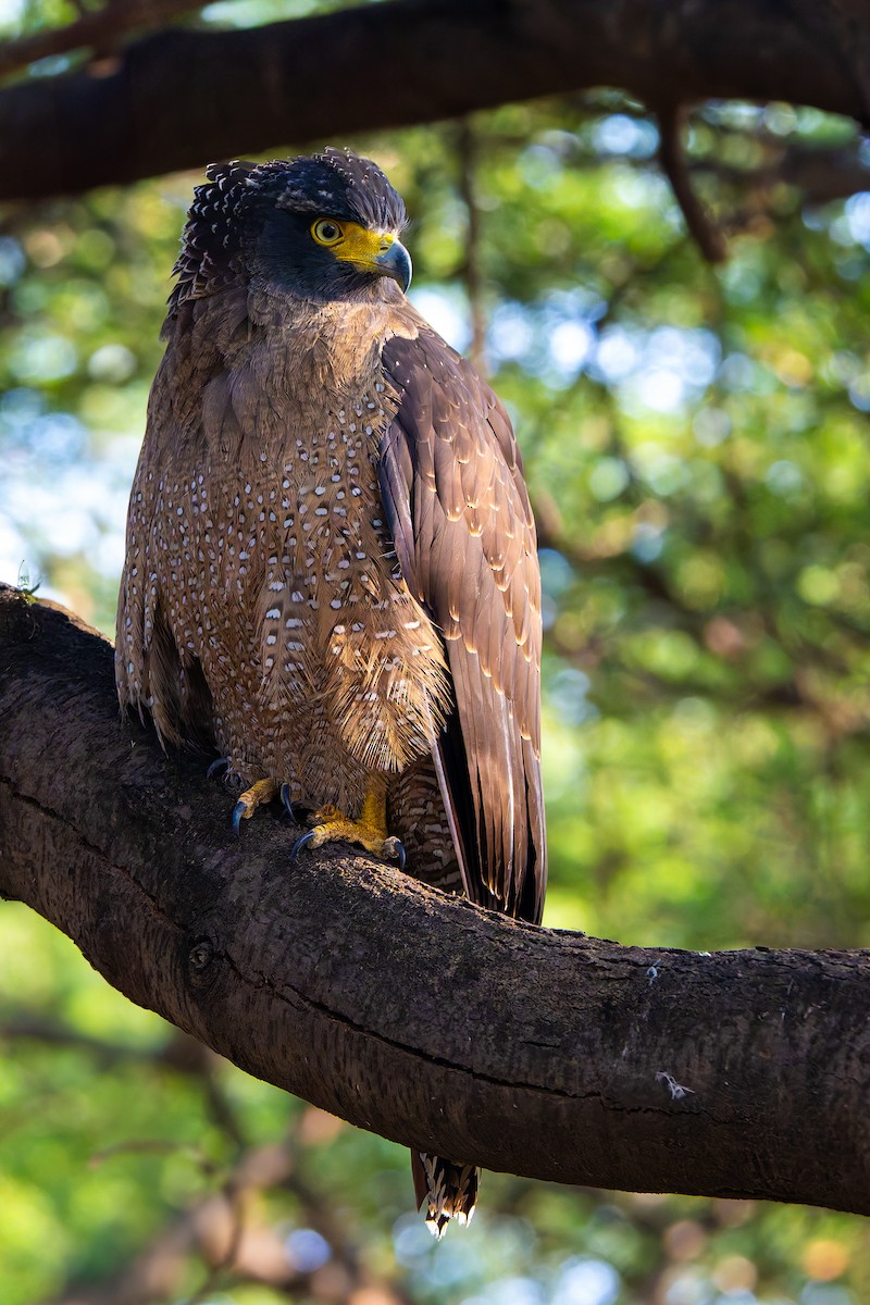 Culebrera Chiíla - ML645260095