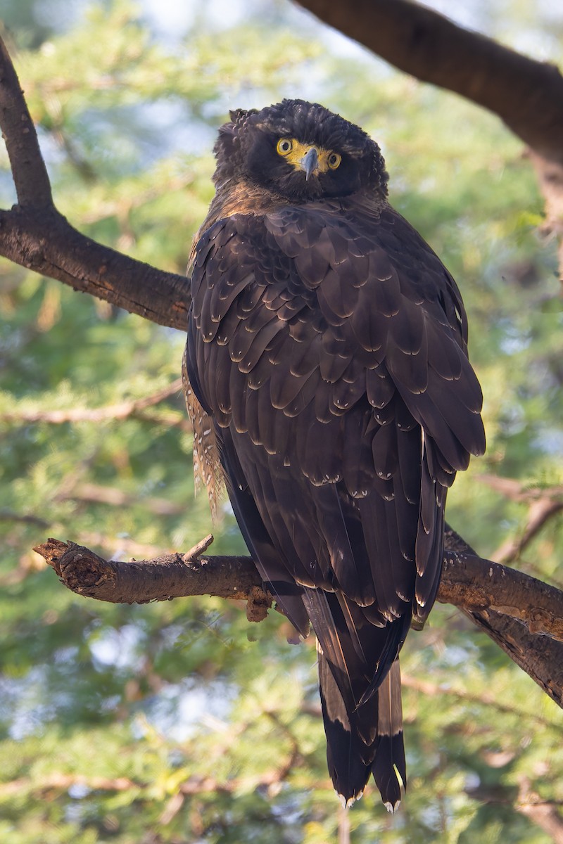 Culebrera Chiíla - ML645260098