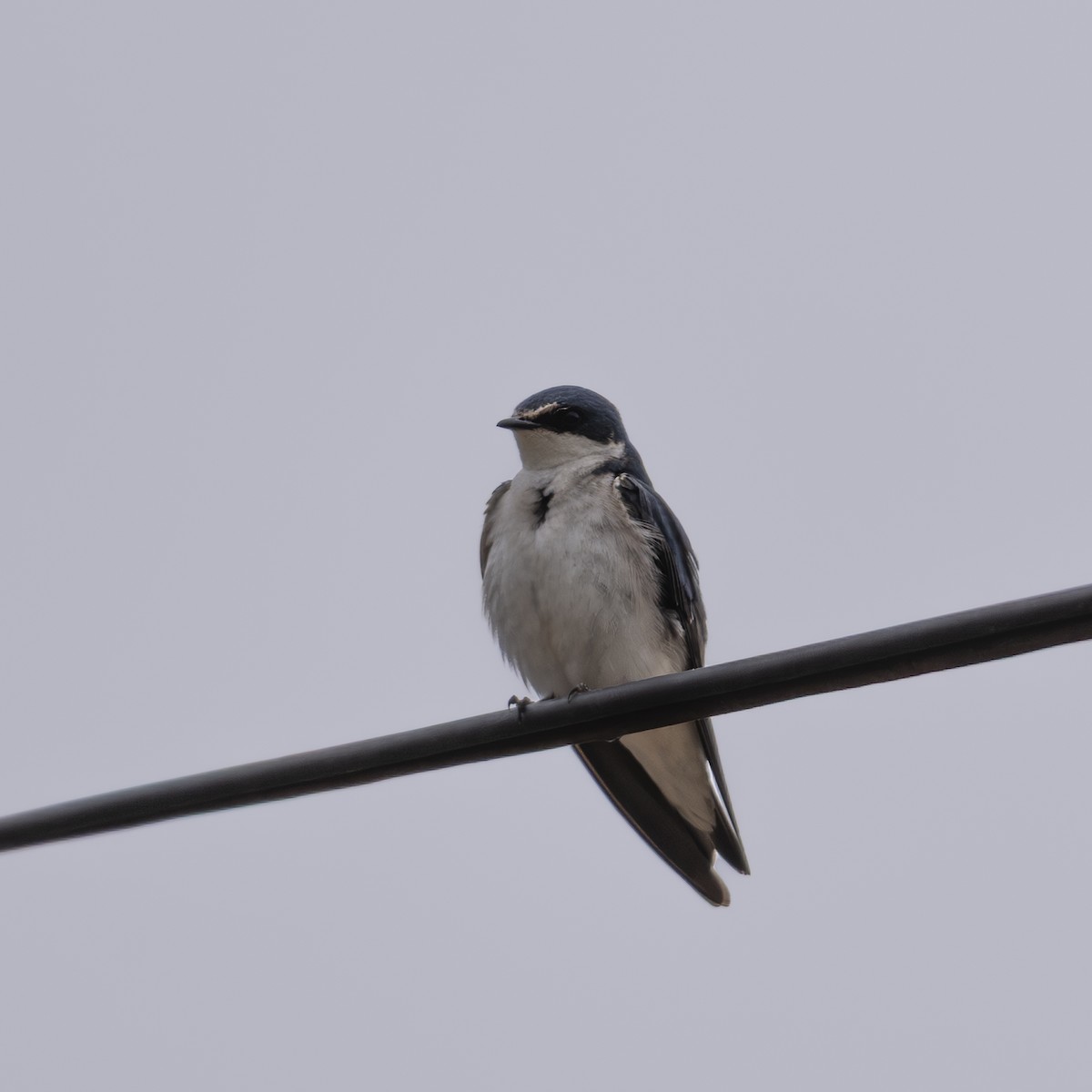White-rumped Swallow - ML645260105