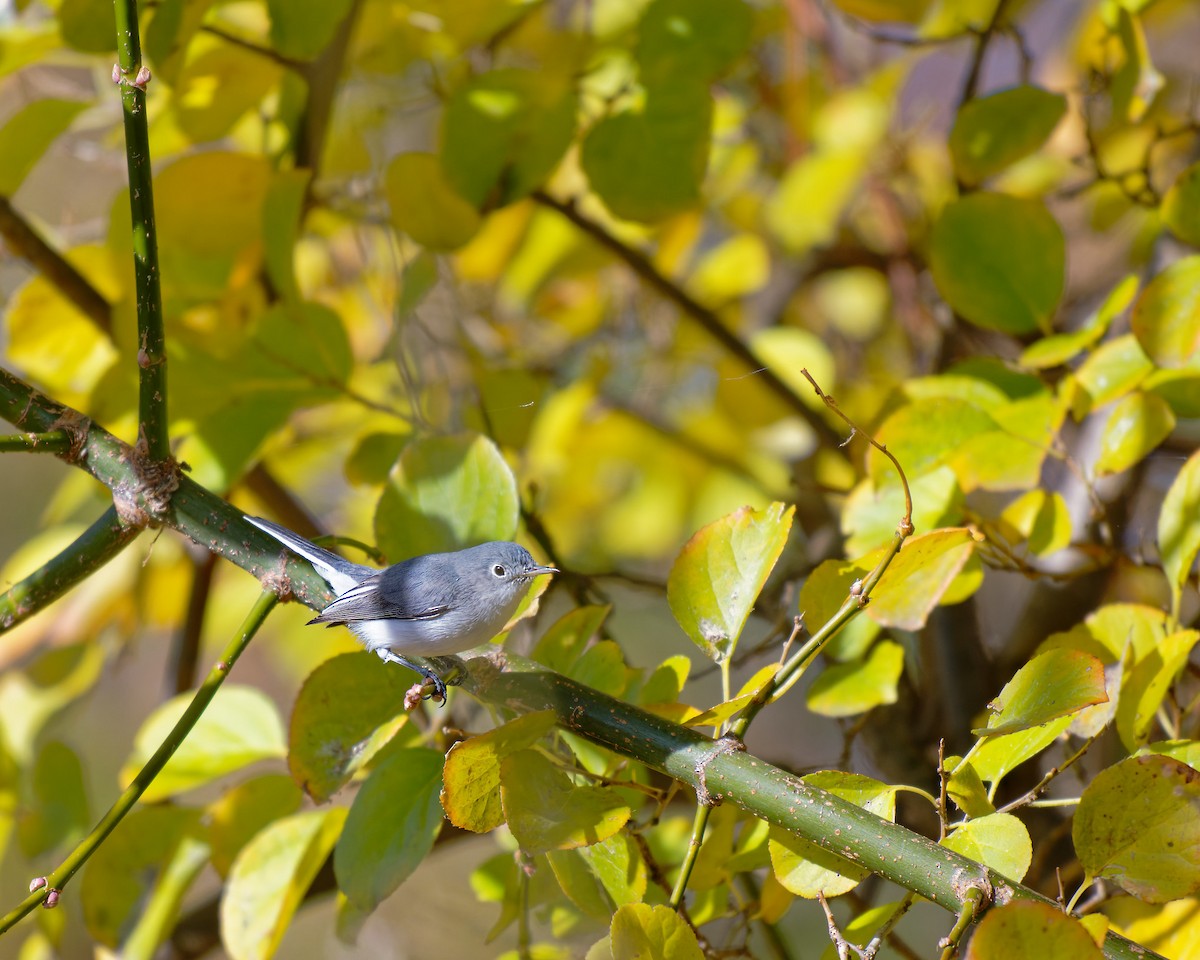 Blue-gray Gnatcatcher - ML645260122