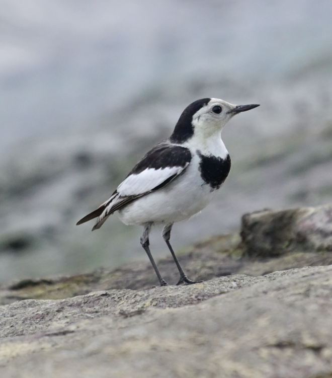 ハクセキレイ - ML645260131