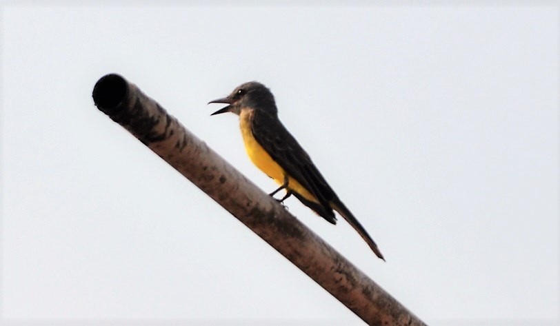 Greenish Yellow-Finch - ML645260132