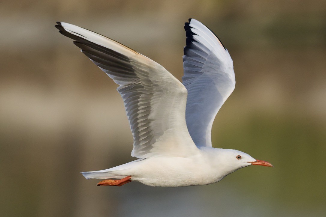 Slender-billed Gull - ML645260136