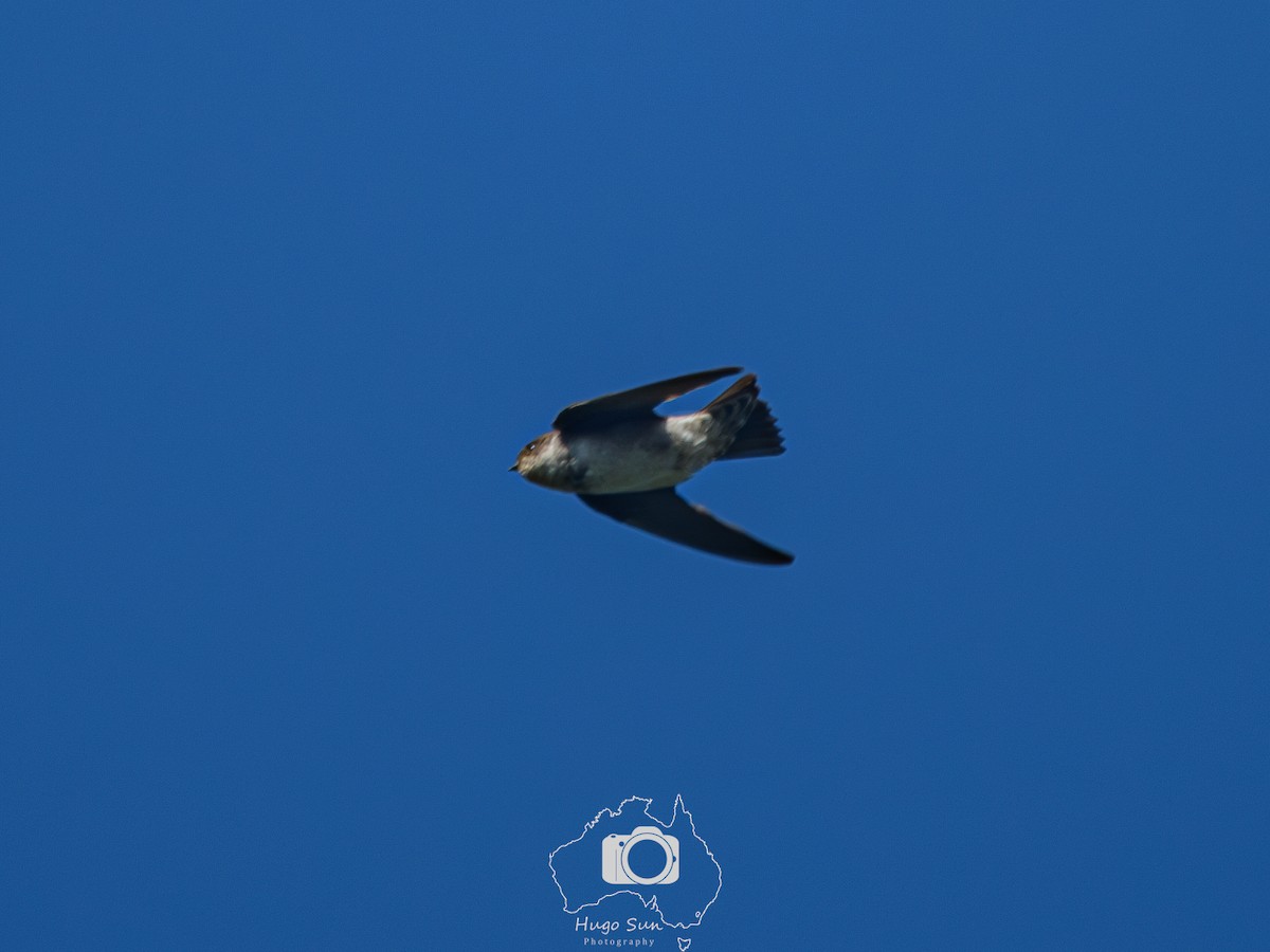 Asian House-Martin - ML645260148