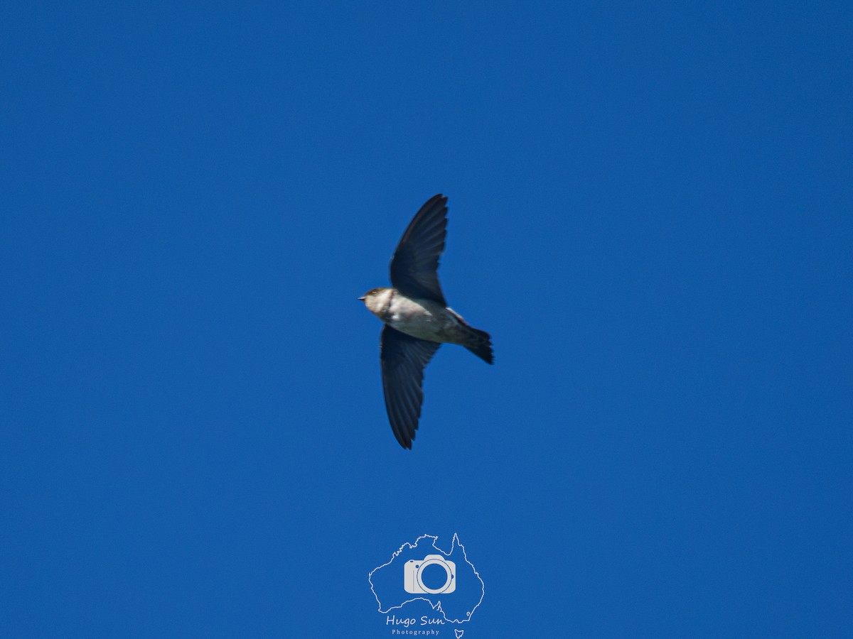 Asian House-Martin - ML645260149