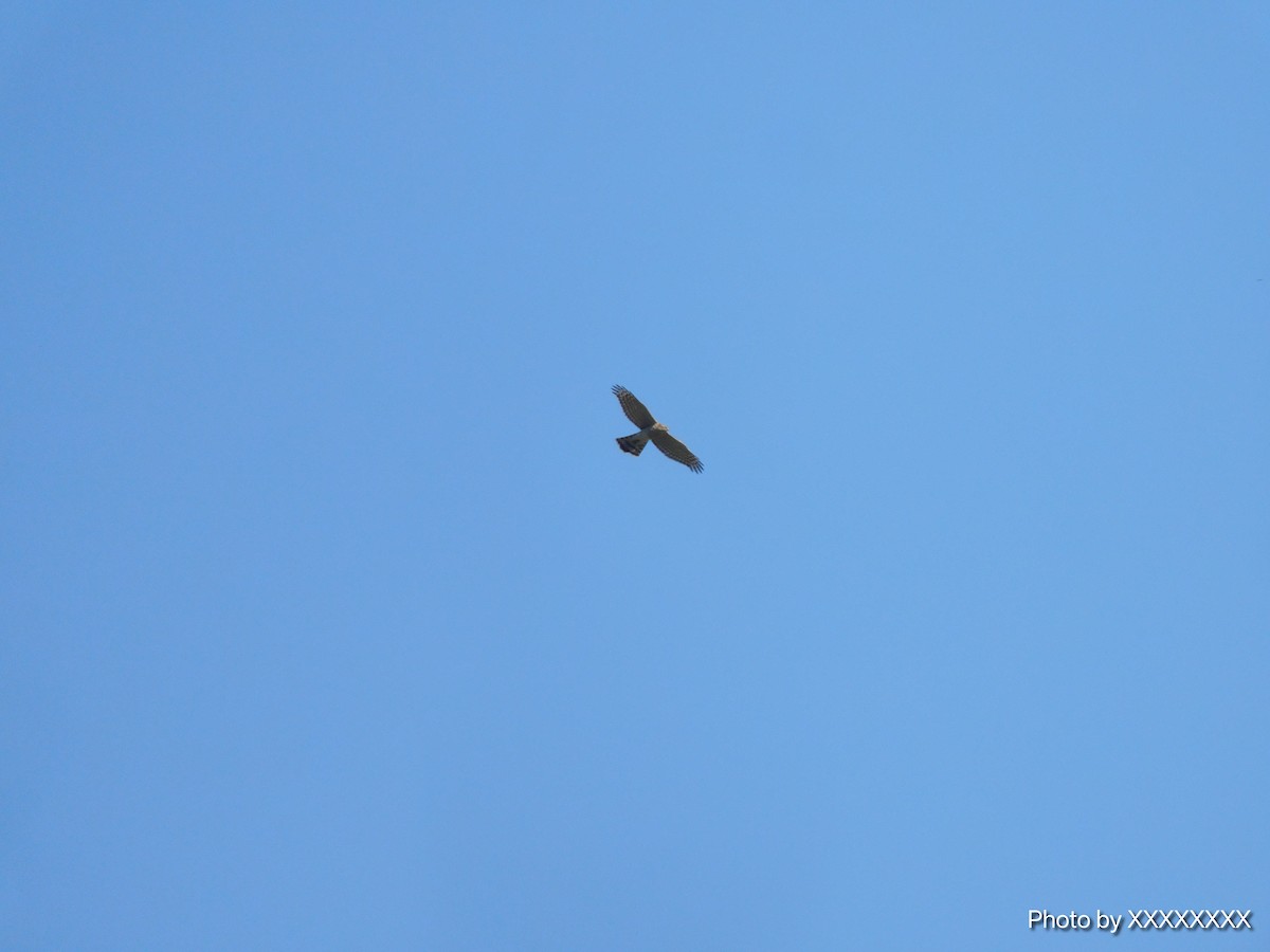 Mountain Hawk-Eagle - ML645260157