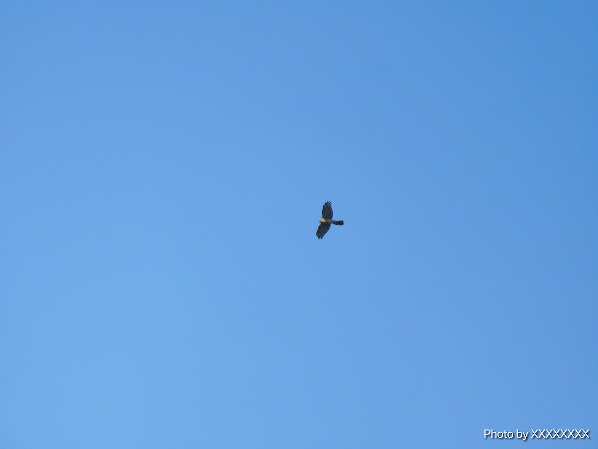 Mountain Hawk-Eagle - ML645260158