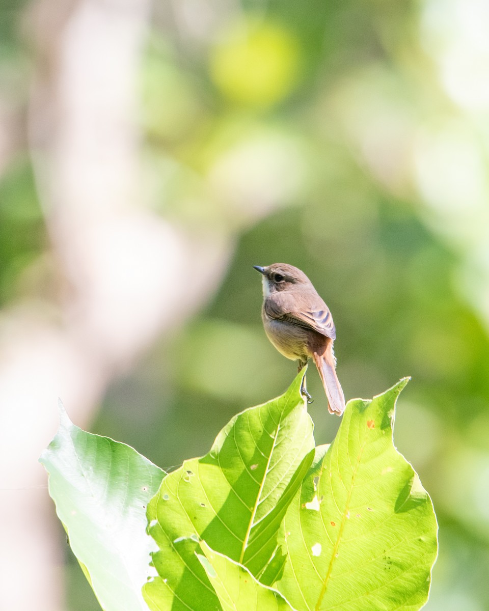 Gray Bushchat - ML645260159