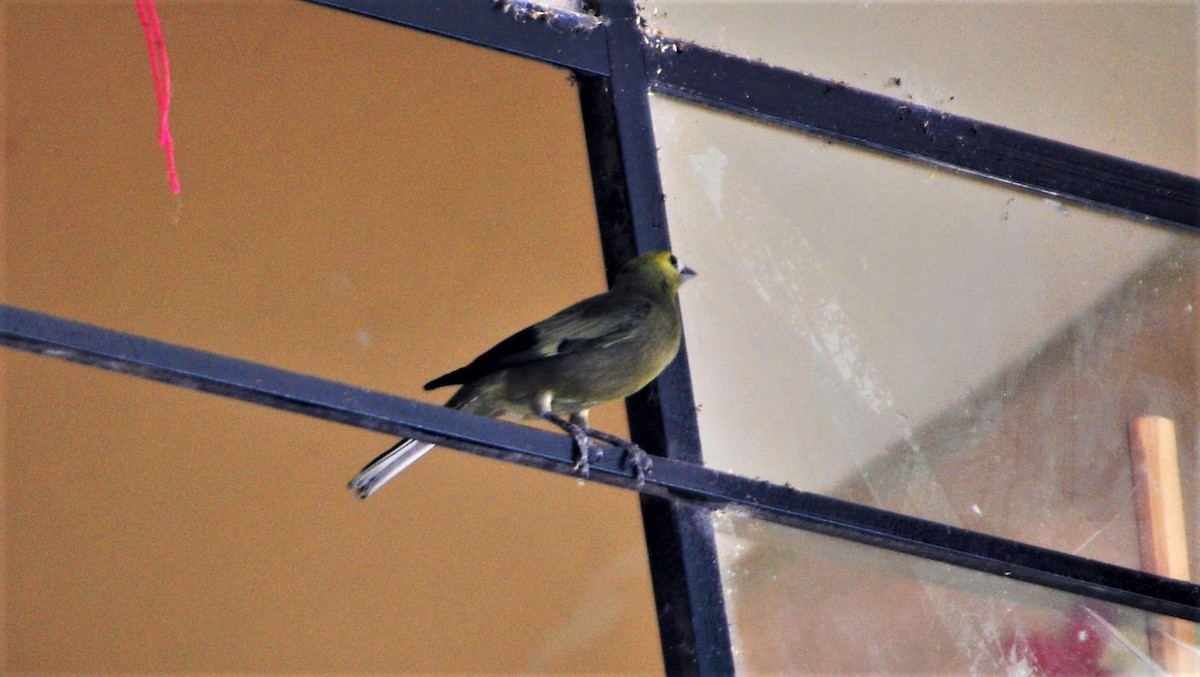 Tangara des palmiers - ML645260165