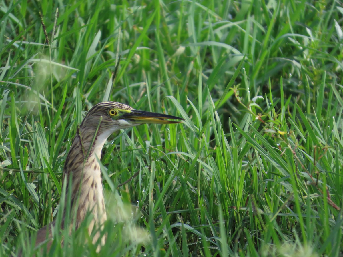 Garcilla India - ML645260168