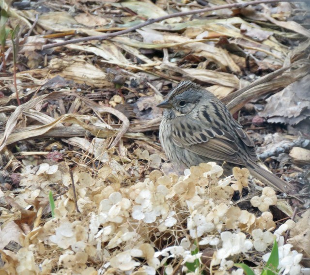 Lincoln's Sparrow - ML645260169