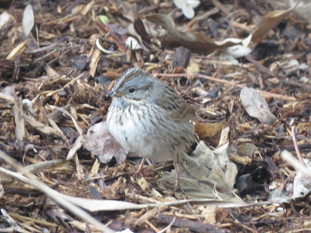 Lincoln's Sparrow - ML645260170