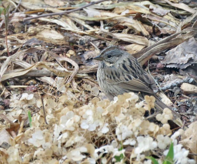 Lincoln's Sparrow - ML645260171