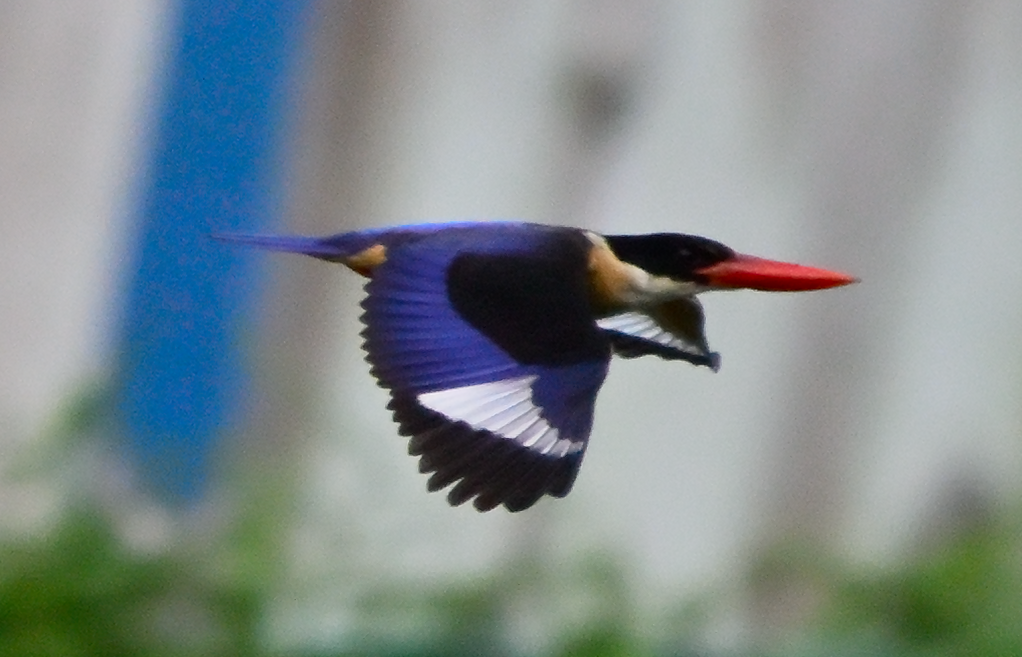 ヤマショウビン - ML645260201