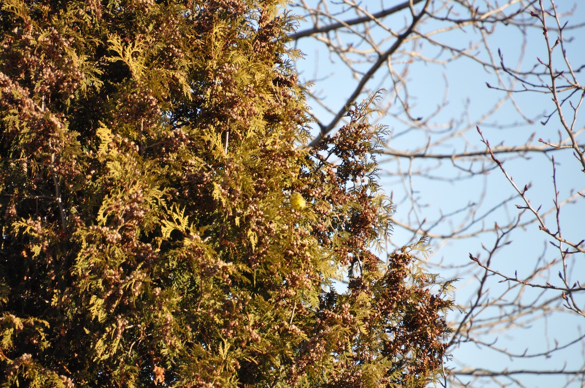 lesňáček pokřovní - ML645260224