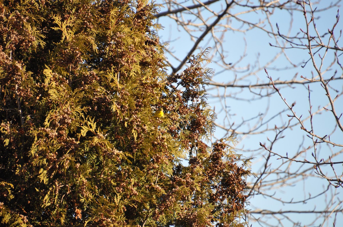 lesňáček pokřovní - ML645260225