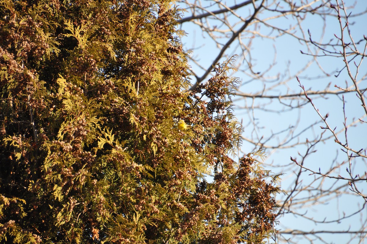 lesňáček pokřovní - ML645260226