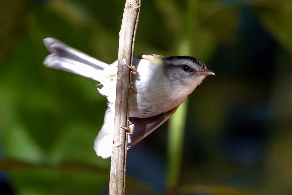 Golden-crowned Warbler - ML645260227