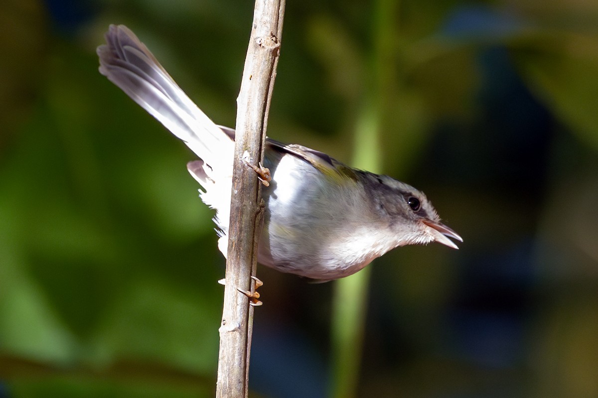 Golden-crowned Warbler - ML645260228