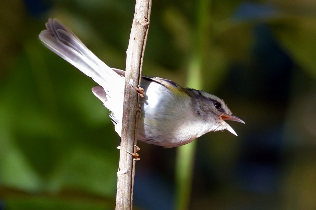 Golden-crowned Warbler - ML645260229