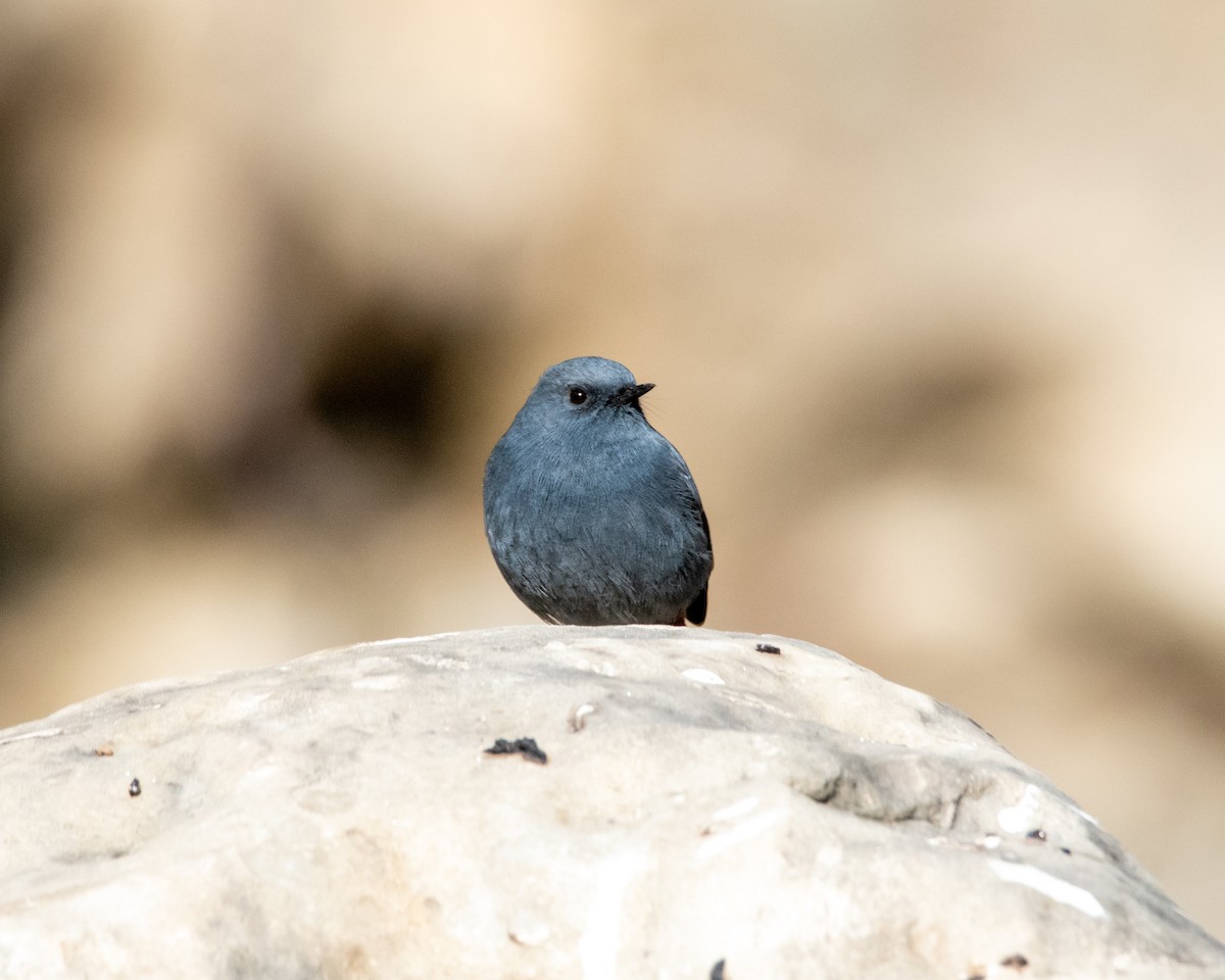 rehek bystřinný - ML645260230