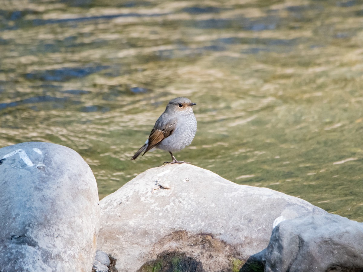 rehek bystřinný - ML645260231