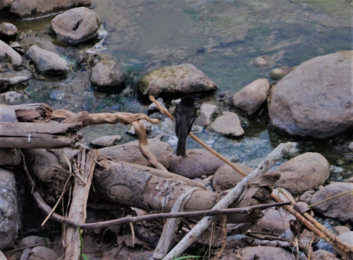 Long-tailed Tyrant - ML645260244