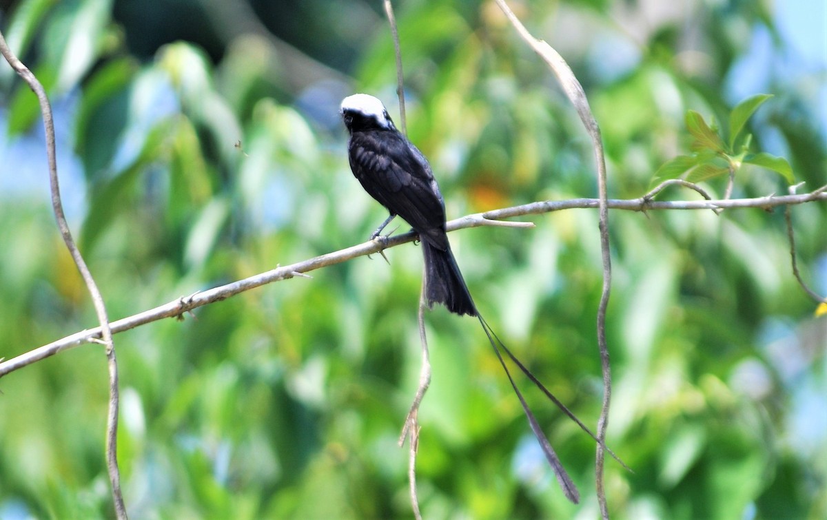 Long-tailed Tyrant - ML645260245