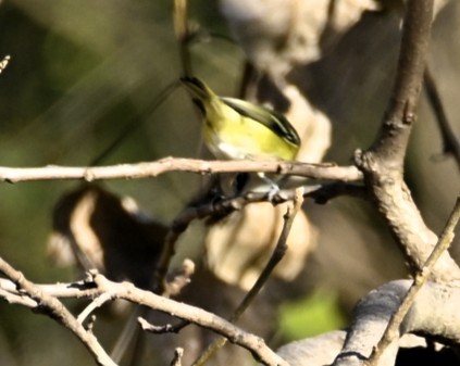 フタスジモズモドキ - ML645260267